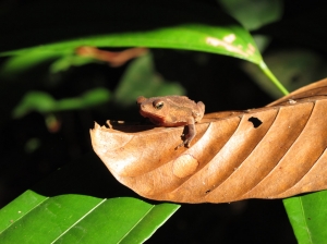 Frog in amazon rainforest