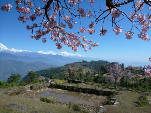 Blooming Himalaya 