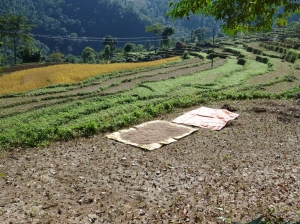 Rice fields on the way 