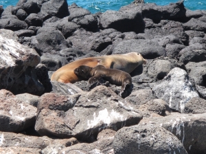 Baby seal