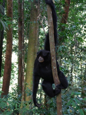 Black gibbon NP Gunung Leuser