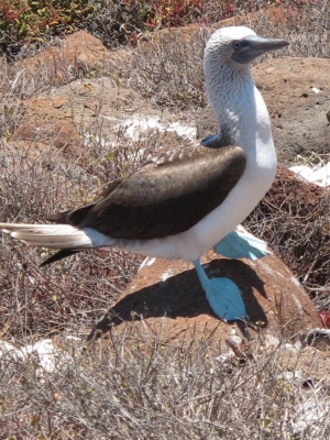 Blue-footed booby