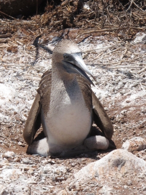 Blue-footed booby with a baby