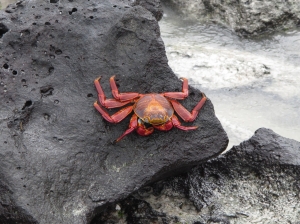 Crab