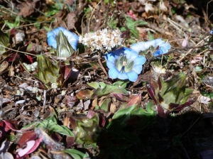 Flowers in Thedapati 