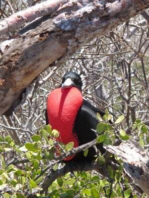 Frigatebird 