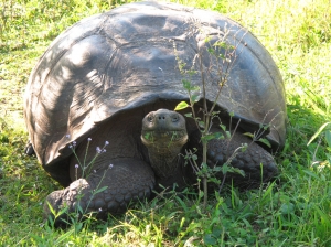 Galapagos turtle 