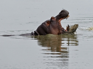 Hippo 