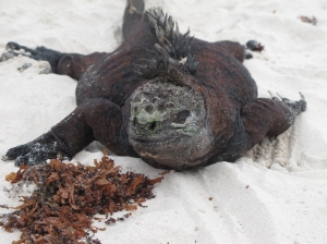 Iguana