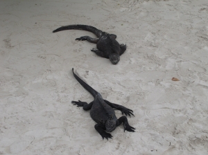 Iguanas