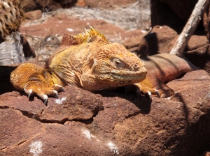 Land iguana 