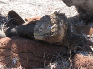 Land iguana 