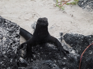 Marine iguana 