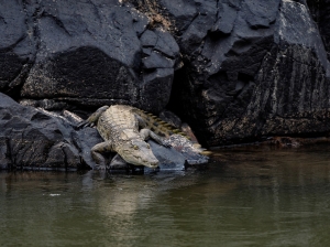 One of many crocodiles 