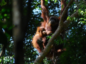 Orangutan in NP Gunung Leuser