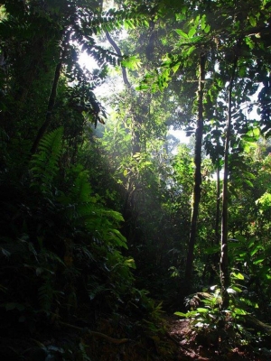 Path in primeval forest