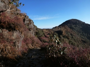 Rhododendrons on gosaikunda trek 