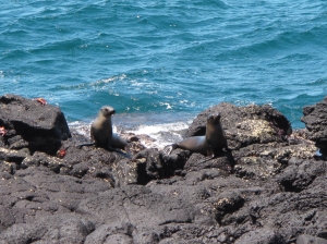 Seals